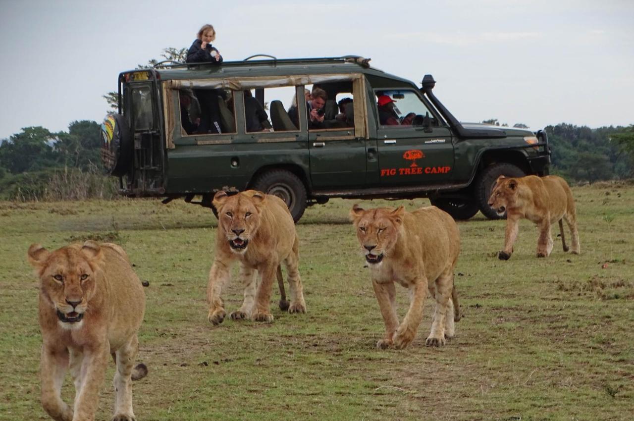 Fig Tree Camp - Maasai Mara Hotel Talek Bagian luar foto